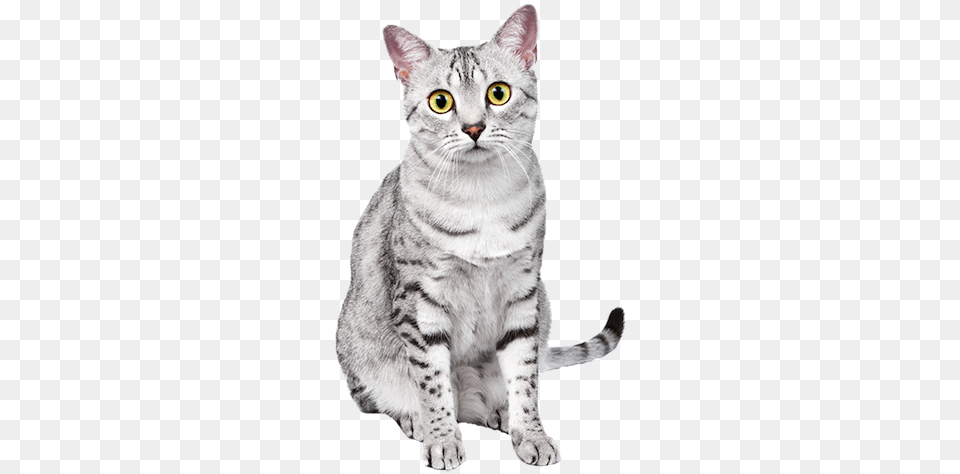 Why Choose An Egyptian Mau Cat To Be The Star Of Your Egyptian Maus Cool Cats, Animal, Mammal, Pet, Egyptian Cat Png