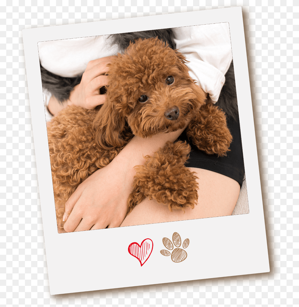 Why Congas Mobile Pet Grooming Labradoodle, Animal, Canine, Dog, Mammal Free Png Download