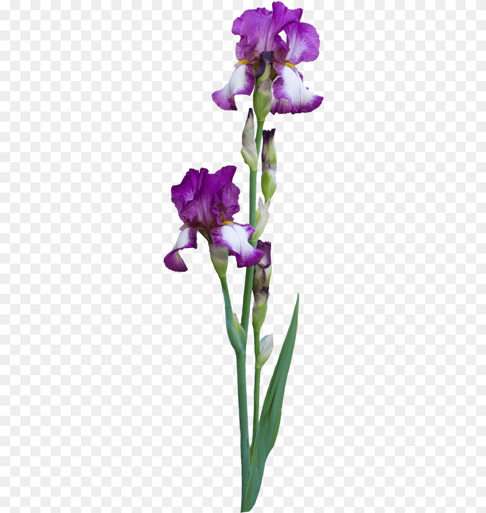 Why Do People Choose To Birth At A Birth Center Iris Albicans, Flower, Plant, Petal, Purple Free Png Download
