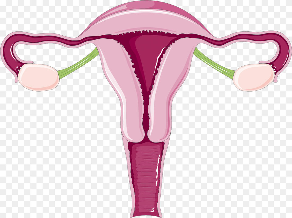 Why Do Women Have Periods Everything Normal Size Of Uterus In Mm, Purple, Smoke Pipe, Flower, Plant Free Png Download