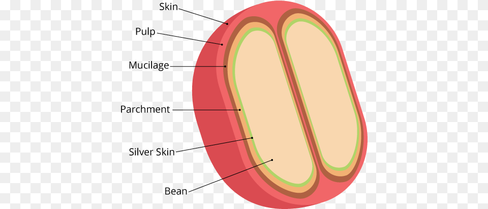 Why Does The Coffee Plant Produce Caffeine Anatomy Of Coffee Bean, Body Part, Mouth, Person, Tongue Png Image