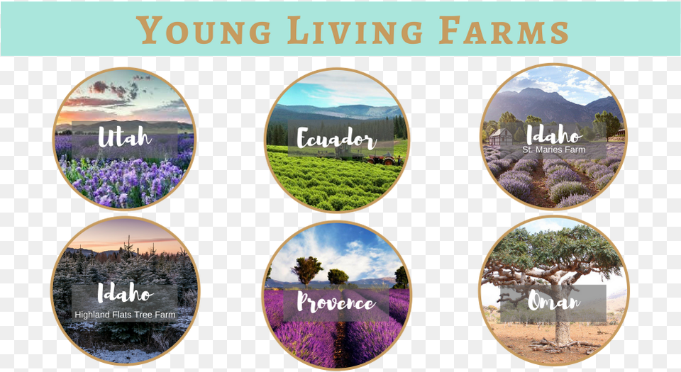 Why Essential Oils Young Living Farms, Purple, Flower, Plant, Book Png Image