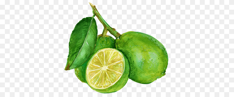 Why Grove, Citrus Fruit, Food, Fruit, Lime Png