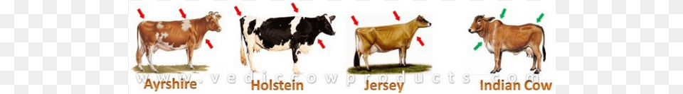 Why Indian Cows Are Better Ideal Jersey Ornament Round, Animal, Cattle, Cow, Dairy Cow Png