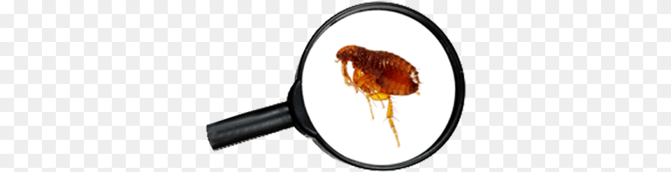 Why It39s Important Flea Under Magnifying Glass, Animal, Insect, Invertebrate, Smoke Pipe Free Transparent Png