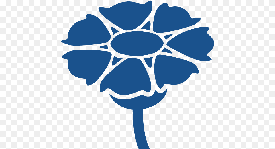 Why The Cornflower U2013 Kornblume Decorative, Daisy, Flower, Plant, Anemone Free Png Download