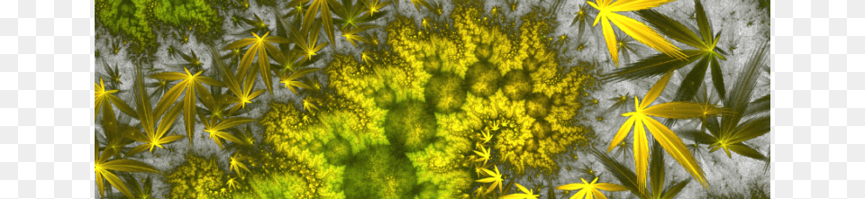 Why Your Leaves Are Turning Yellow Hemp, Plant, Vegetation, Green, Pattern Png Image