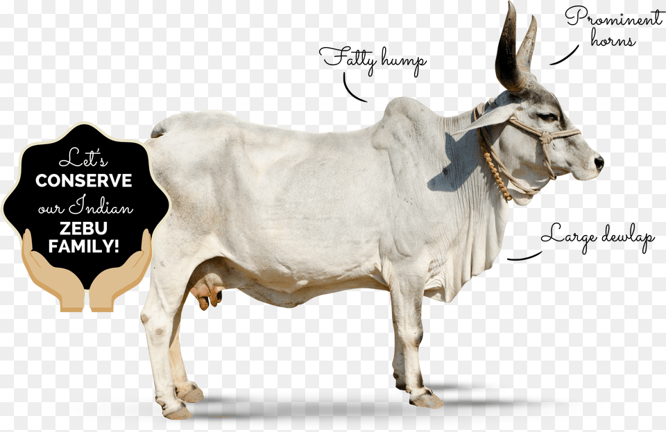 Why Zebu Indian Zebu, Animal, Bull, Cattle, Livestock Png Image