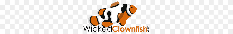 Wicked Clownfish T Shirts, Amphiprion, Animal, Fish, Sea Life Free Png Download