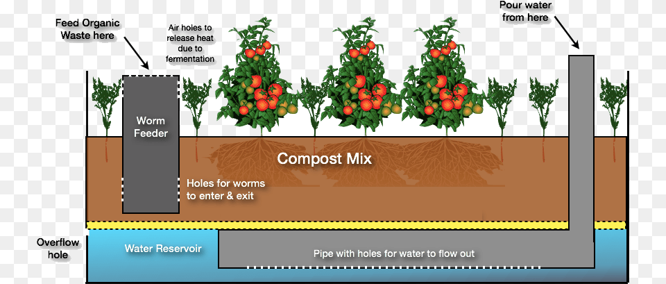 Wicking Bed, Plant, Tree, Conifer, Vegetation Free Png