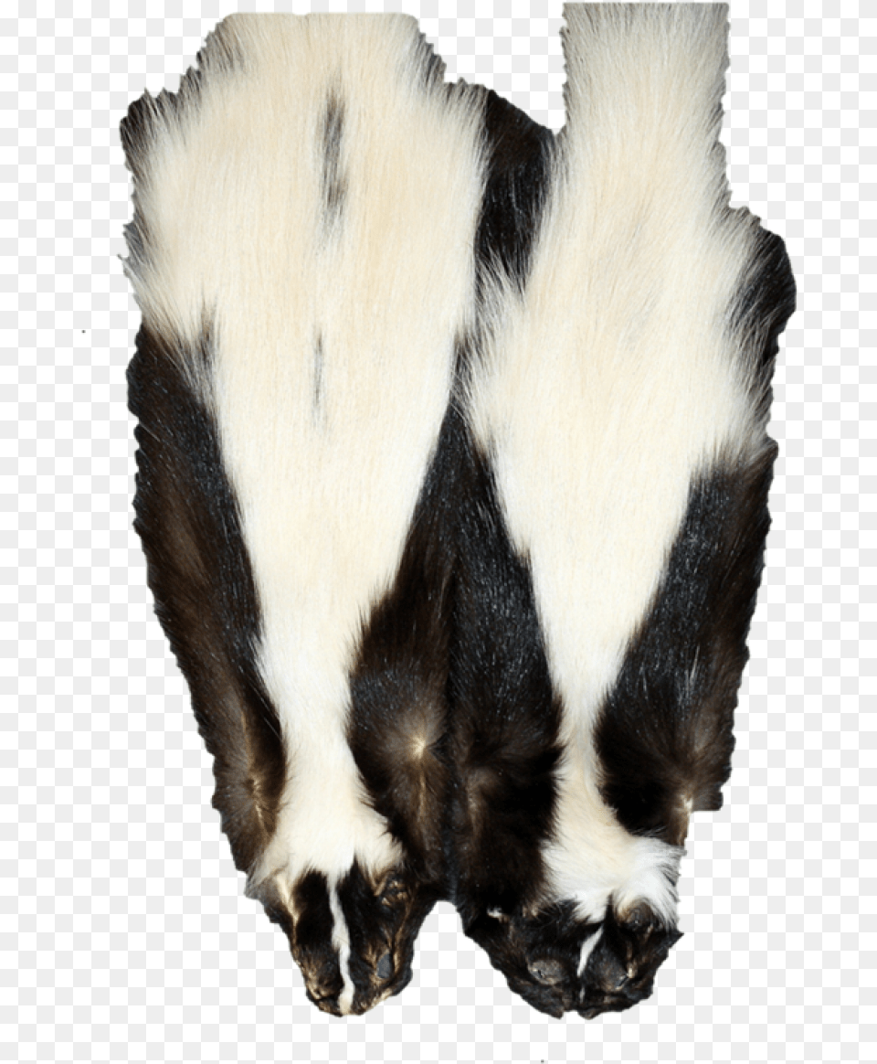 Wide Stripe Skunks Pelt, Animal, Wildlife, Mammal, Canine Free Transparent Png