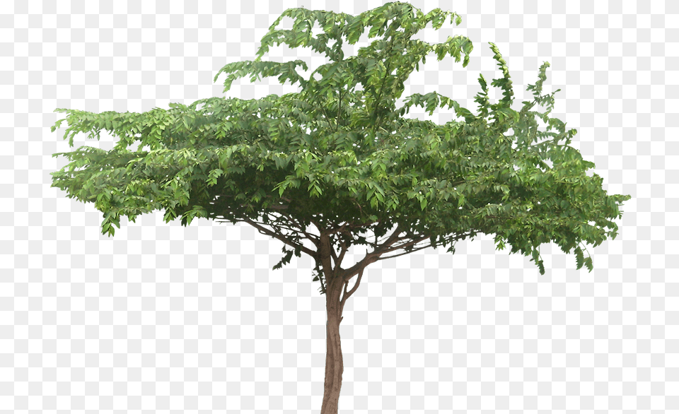 Wide Tree Transparent Treepng Images Jungle Trees Cut Out, Conifer, Plant, Potted Plant, Green Png Image