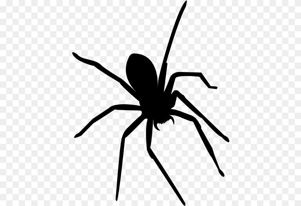 Widow Spiders Insect Mosquito Ant Tangle Web Spider, Gray Free Transparent Png