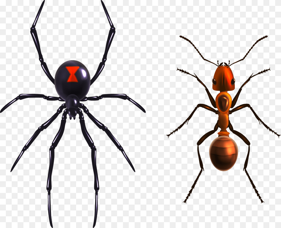 Widow Spiders Royalty Royalty Black Widow Spider, Animal, Insect, Invertebrate Free Transparent Png
