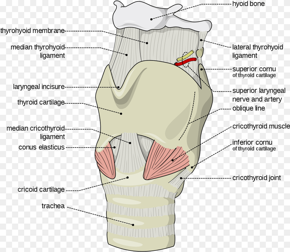 Widthquot I 796 S 6 Quotheightquot Inferior Cornu Of Thyroid Cartilage, Clothing, Glove Png Image