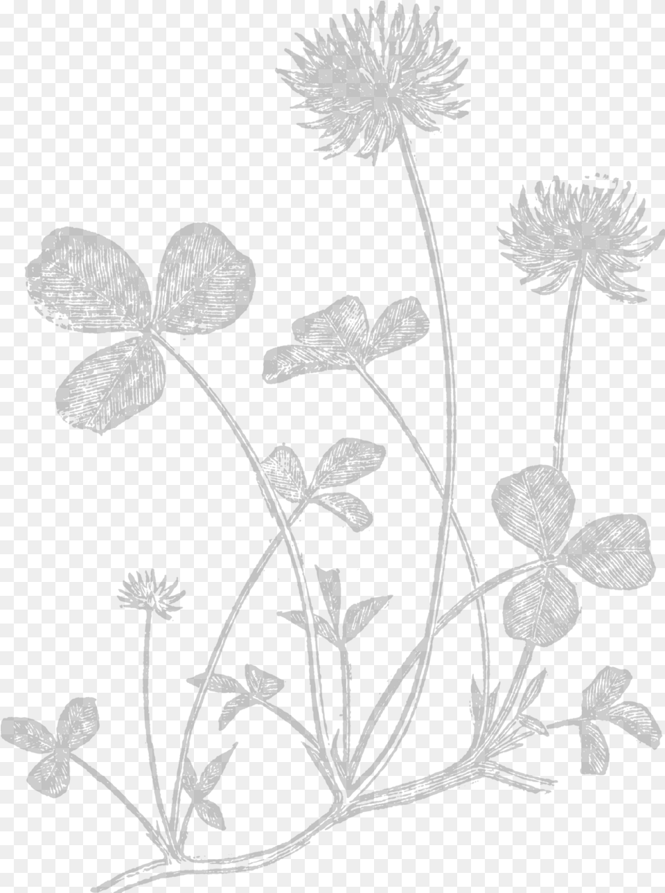 Wife Buttercup, Art, Drawing, Plant, Flower Free Transparent Png