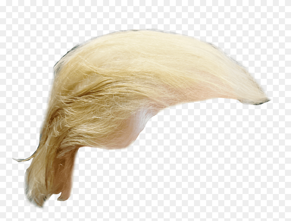 Wig, Blonde, Hair, Person, Animal Png Image