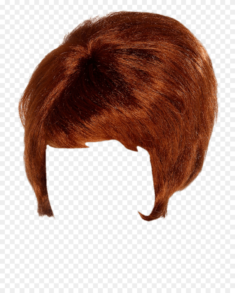 Wig Beehive, Animal, Bear, Mammal, Wildlife Free Transparent Png