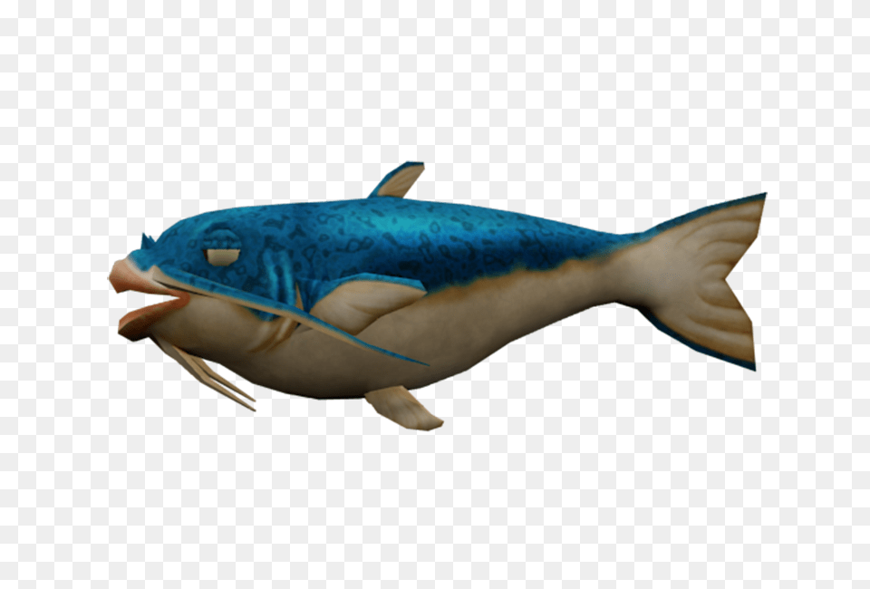 Wii, Animal, Mammal, Sea Life, Whale Png Image