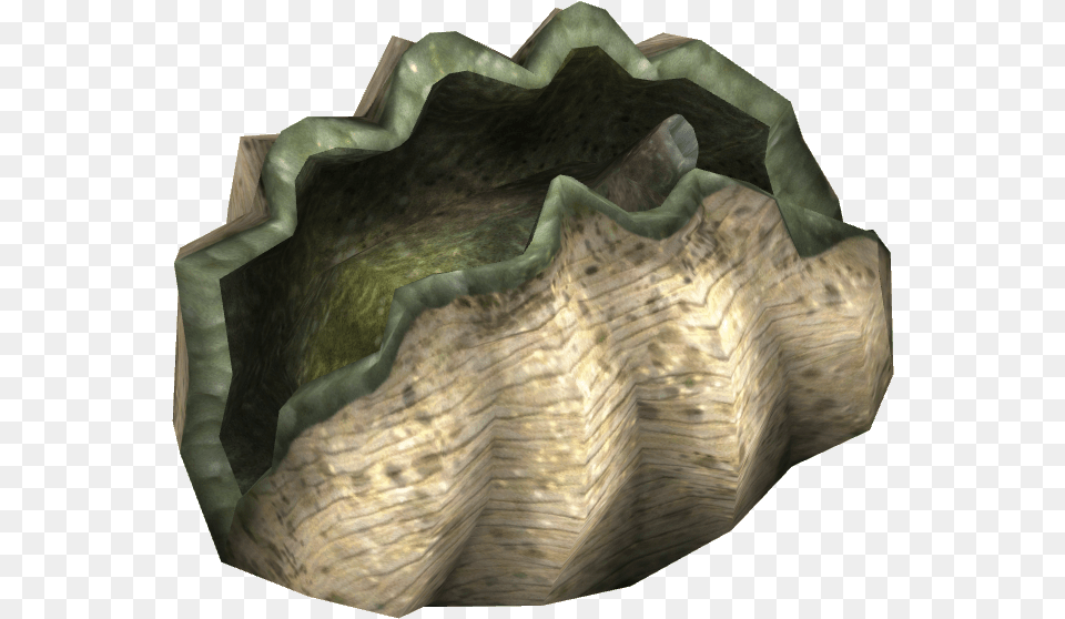 Wiki Transparent Giant Clam, Animal, Food, Invertebrate, Sea Life Free Png