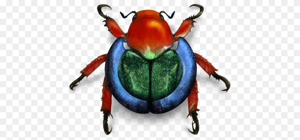 Wikimedia Beetle, Animal, Bee, Insect, Invertebrate Free Png