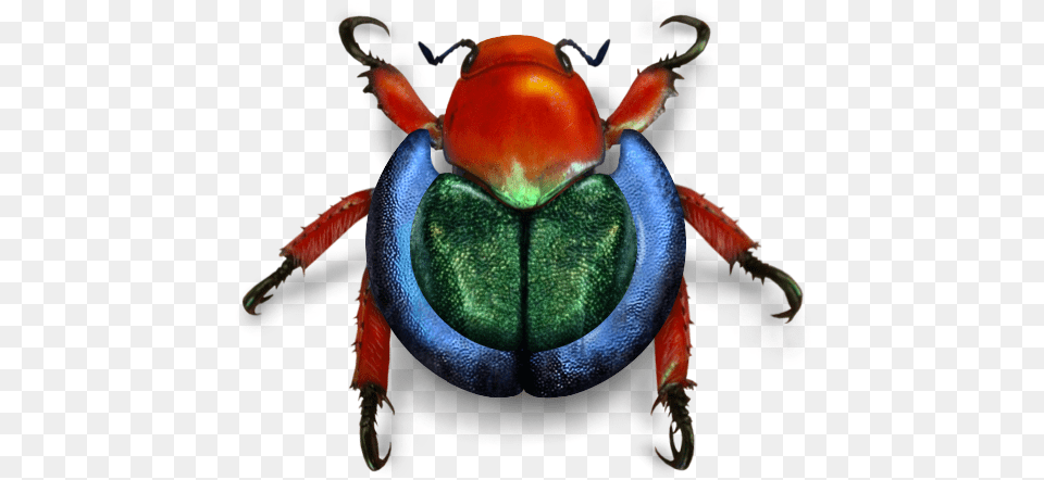 Wikimedia Beetle Weevil, Animal, Bee, Insect, Invertebrate Png Image
