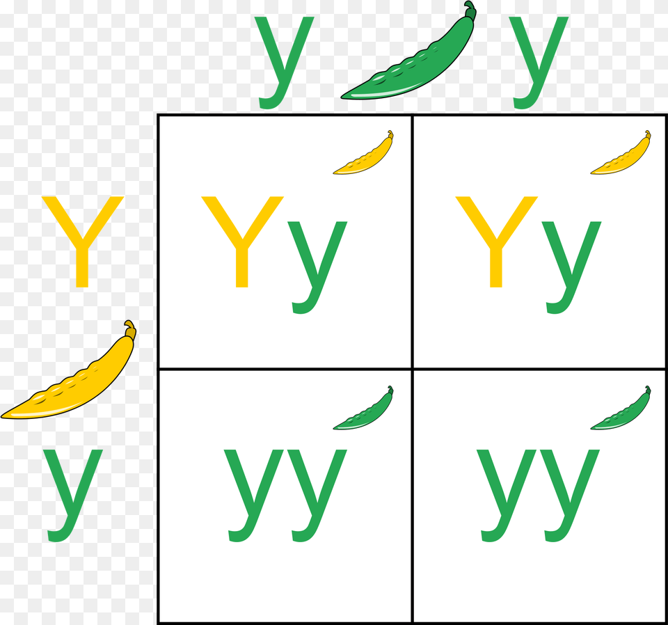 Wikipedia Featured Picture Candidates Punnett Square, Text, Food, Fruit, Number Png Image