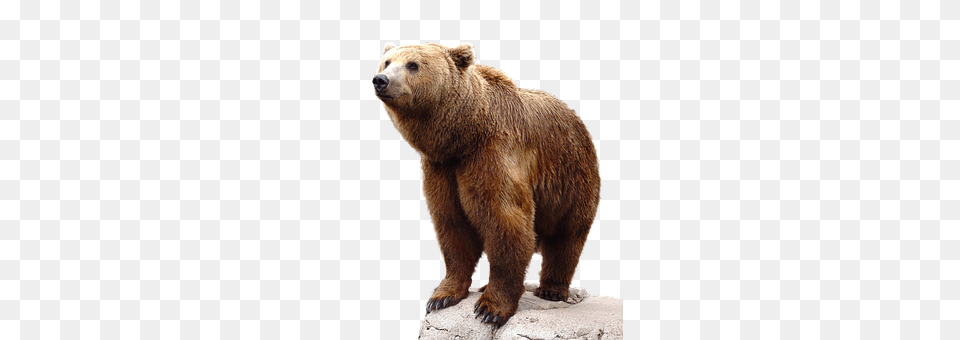 Wild Animal, Bear, Mammal, Wildlife Free Png Download