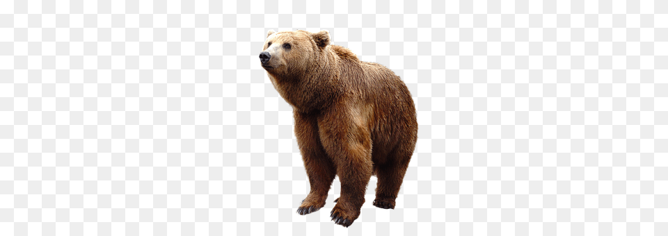 Wild Animal, Bear, Mammal, Wildlife Free Png