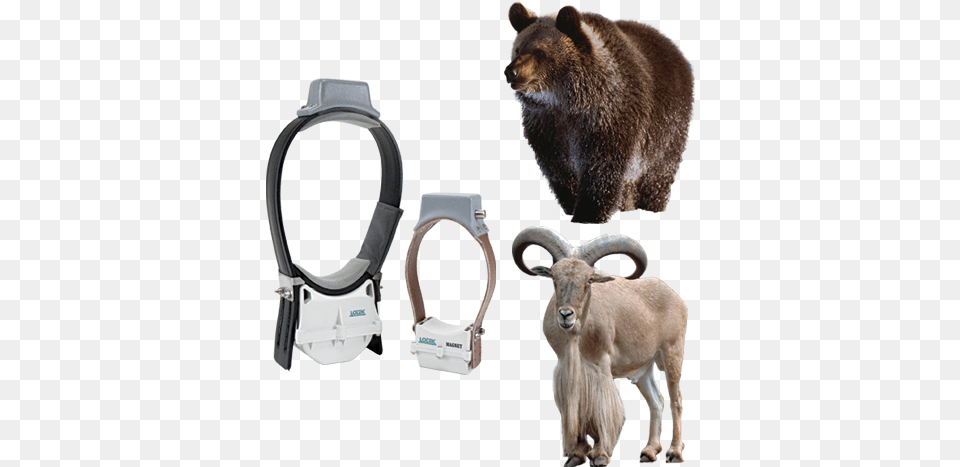 Wild Animal, Bear, Mammal, Wildlife, Livestock Free Png