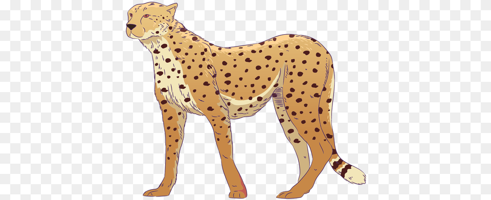 Wild Animal Cheetah Hand Drawn Colorful Cheetah Drawn Mammal, Wildlife, Person Free Transparent Png