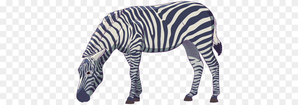 Wild Animal Zebra Hand Drawn Colorful 12 Desenhos De Animais Selvagens Coloridos Para Imprimir, Mammal, Wildlife, Accessories, Formal Wear Free Transparent Png