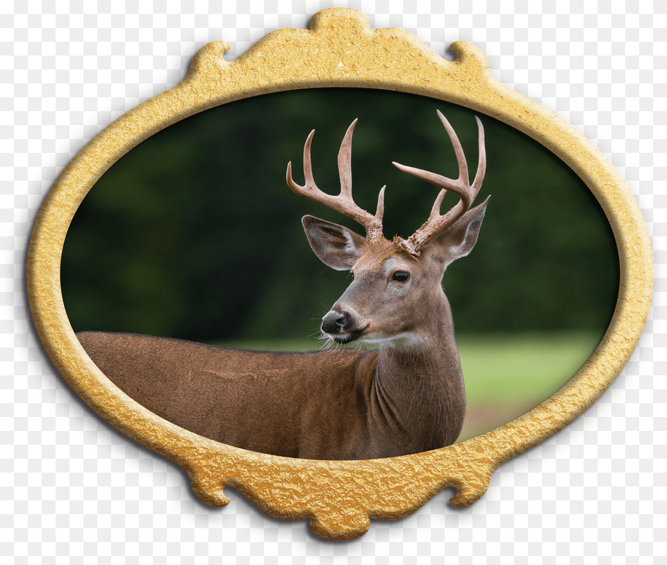 Wild Animals Deer Free Transparent Png