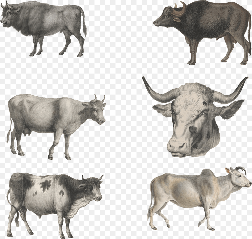 Wild Animals Herd, Animal, Bull, Cattle, Livestock Free Png Download