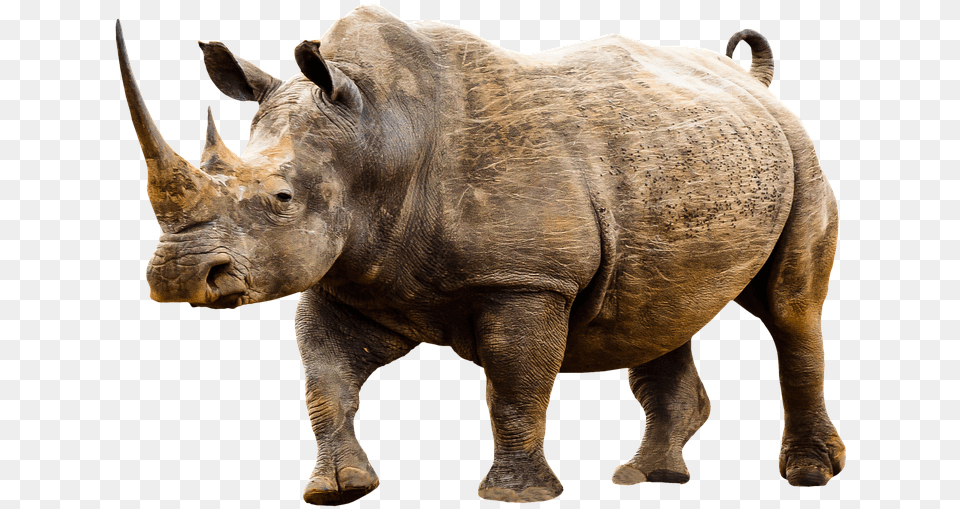 Wild Animals Transparent, Animal, Mammal, Rhino, Wildlife Free Png Download