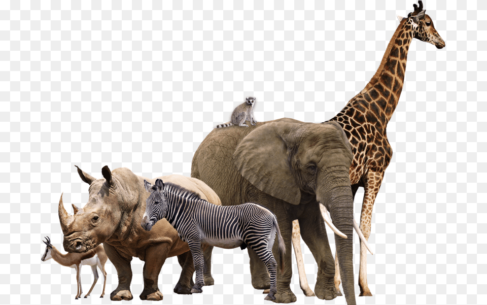 Wild Animals Transparent Background, Animal, Mammal, Wildlife, Zebra Png Image