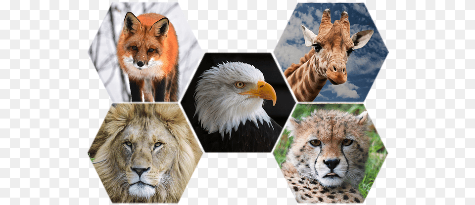 Wild Animals Transparent Wild Animals, Animal, Mammal, Lion, Wildlife Free Png