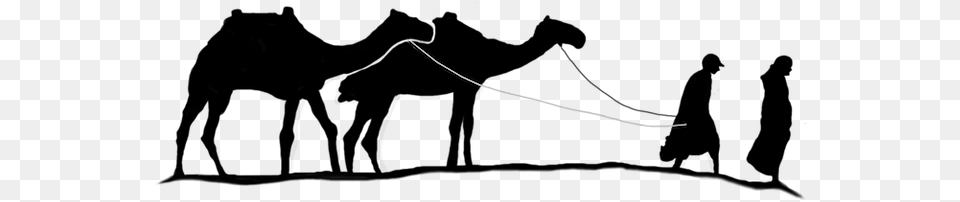 Wild Arabia Camels Explore And Discover Uae Oman Camel And Man, Cutlery, Fork, Sword, Weapon Png Image