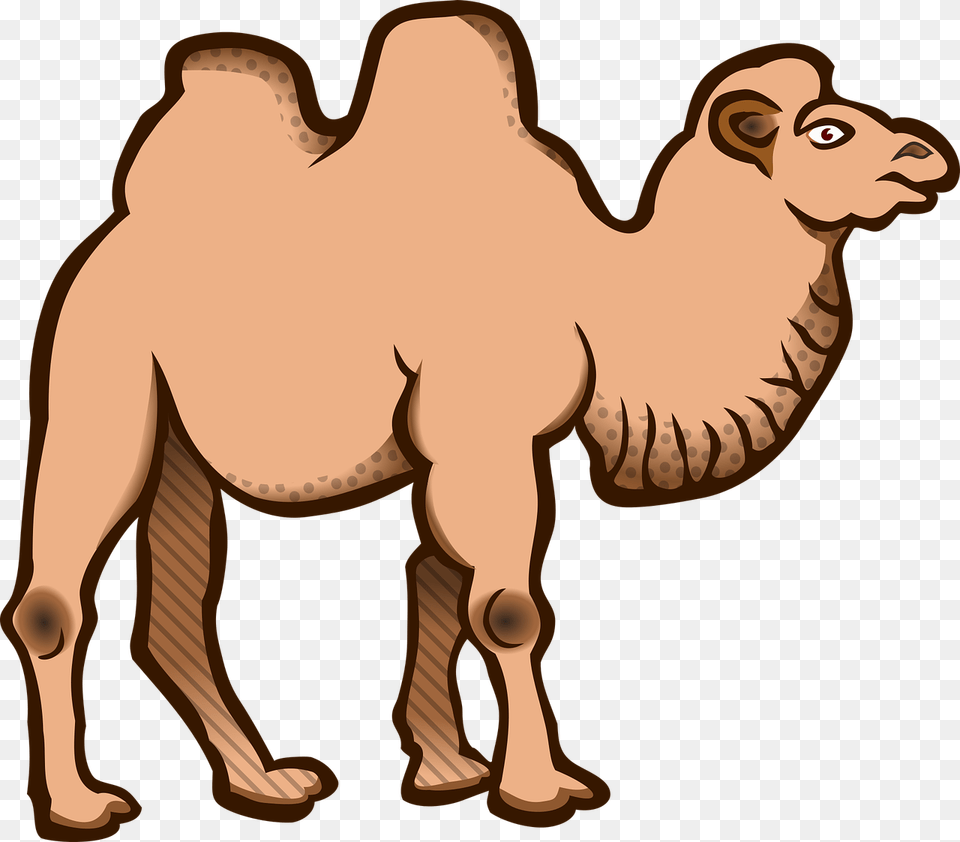 Wild Bactrian Camel Cartoon, Animal, Mammal, Dinosaur, Reptile Png