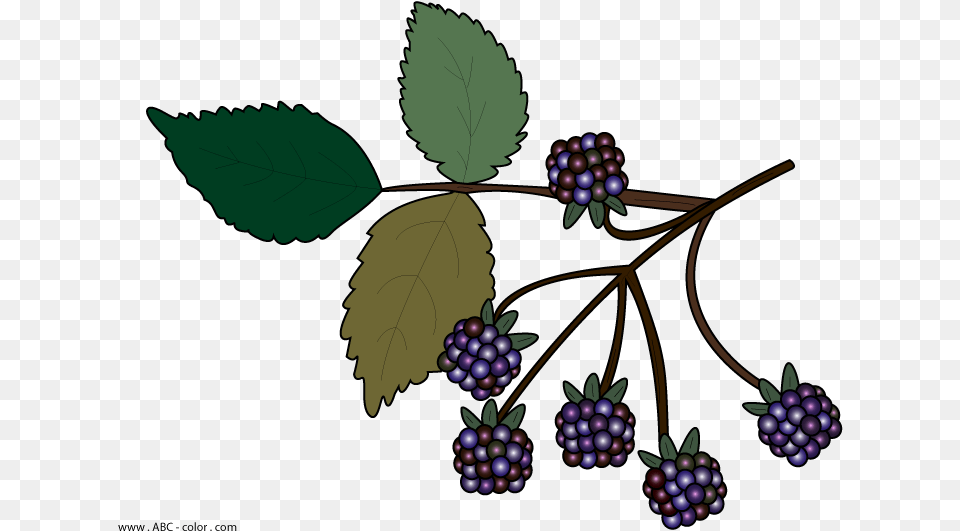 Wild Berries Clipart No Background Bramble Clip Art, Berry, Blueberry, Food, Fruit Free Transparent Png