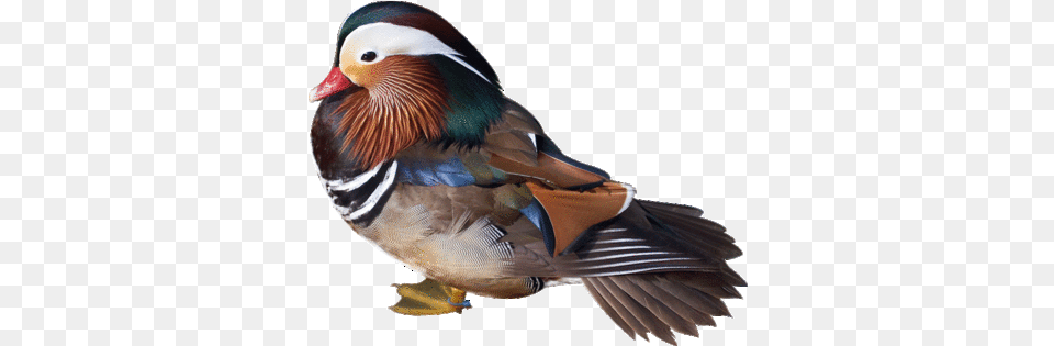 Wild Birds Unlimited Bird Galler Birds, Animal, Anseriformes, Waterfowl, Duck Png Image