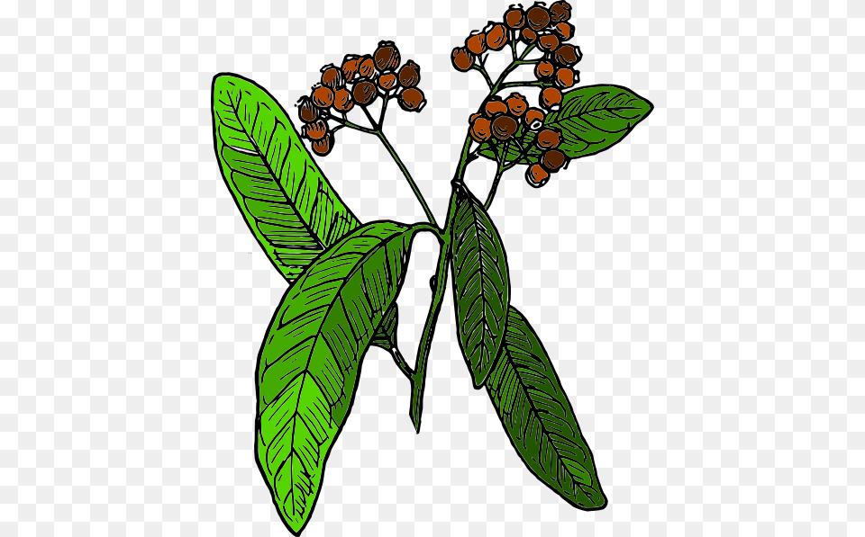 Wild Blackberry Clipart, Leaf, Tree, Plant, Herbal Free Png Download