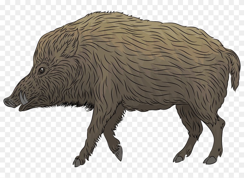 Wild Boar Clipart, Animal, Hog, Mammal, Pig Png Image