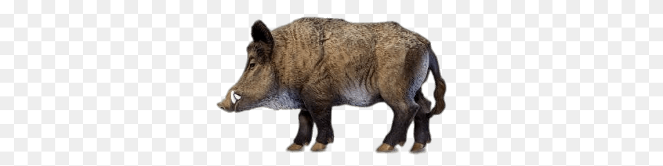 Wild Boar Miniature, Animal, Hog, Mammal, Pig Png Image
