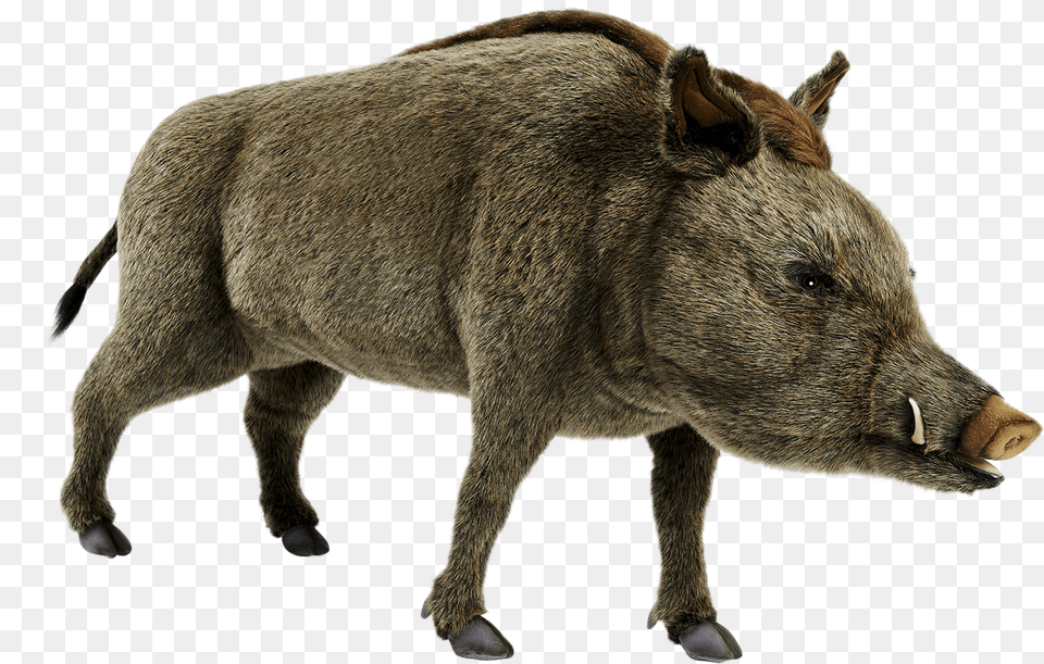 Wild Boar Pics, Animal, Hog, Mammal, Pig Free Png Download
