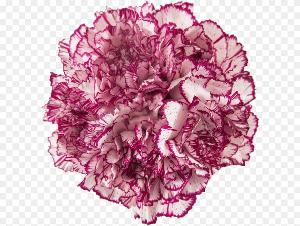 Wild Cabbage, Carnation, Flower, Plant Free Png