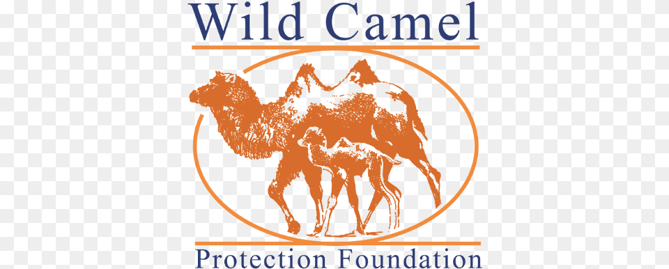 Wild Camel Protection Foundation, Animal, Mammal, Antelope, Wildlife Free Transparent Png