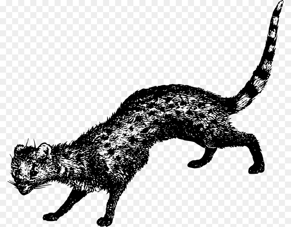 Wild Cat, Gray Free Png