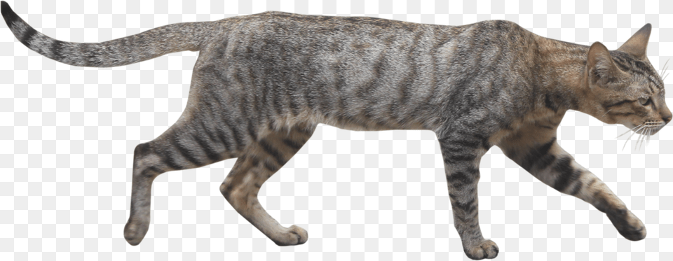 Wild Cats Vector Freeuse Library Wild Cat, Animal, Mammal, Pet, Egyptian Cat Free Transparent Png
