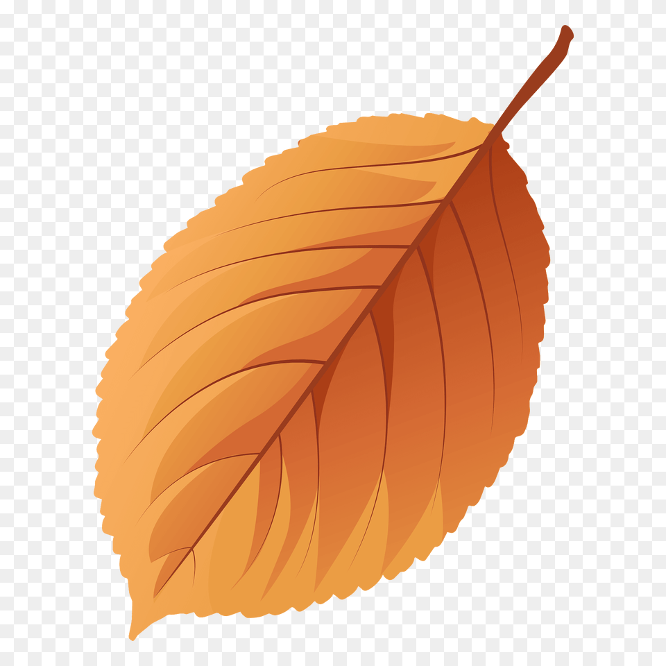 Wild Cherry Tree Autumn Leaf Clipart, Plant Free Png
